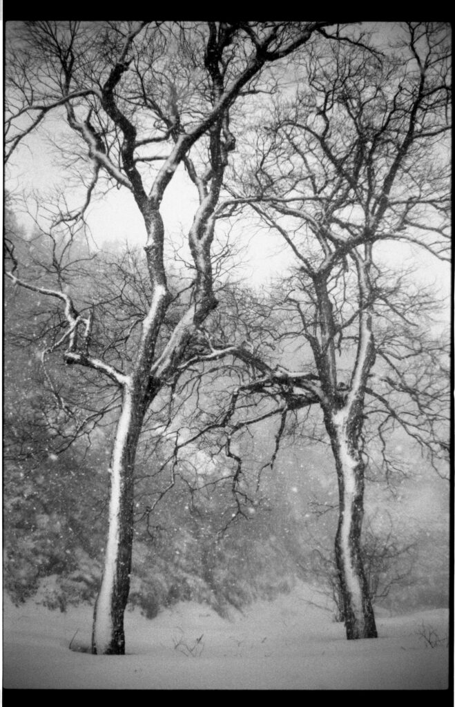 Oratnir(オラトニール）・別府倫太郎による雪国の雪の風景を撮ったモノクロフィルム写真作品。雪の降っている中での2本並んだ木を撮ったところ。撮影場所:新潟県十日町市 使用カメラ：[Nikon New FM2]、フィルム：[ ILFORD HP5 PLUS 400]