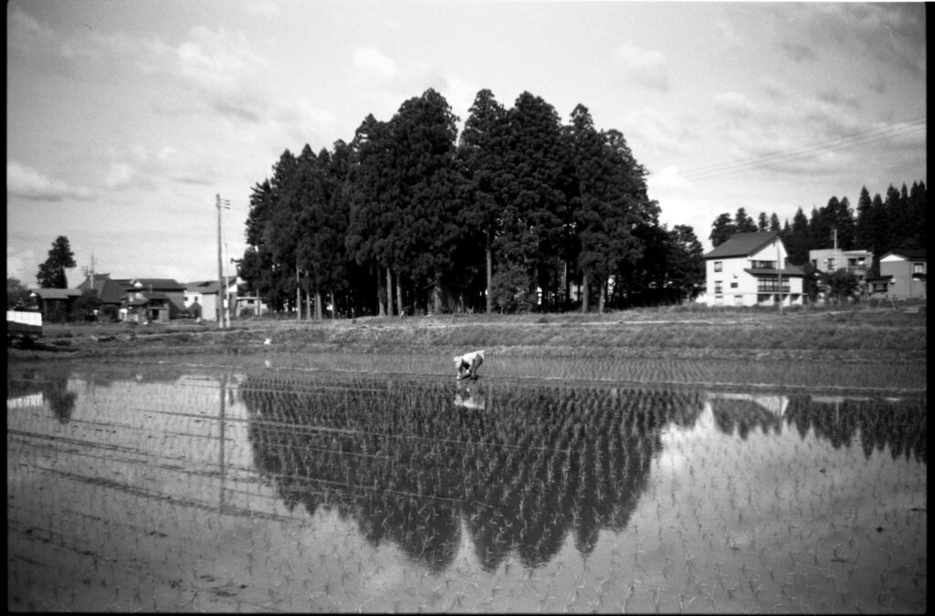Oratnir(オラトニール）・別府倫太郎による田植えの風景を撮ったモノクロフィルム写真作品。苗を植えたばかりの田んぼの水面に林が反射しているところ。撮影場所:新潟県十日町市 使用カメラ：[Nikon New FM2]、フィルム：[ ILFORD HP5 PLUS 400]